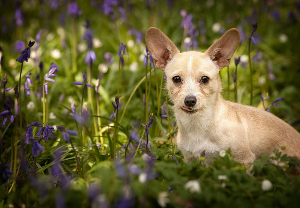 Chihuahua in the Bluebell woods near me